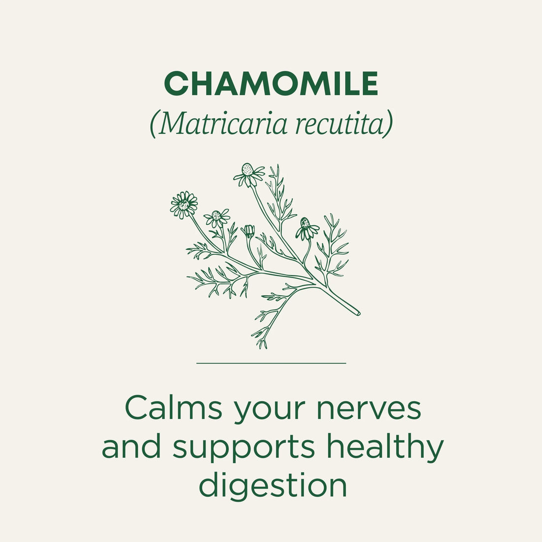 Organic Chamomile Tea — Gentle Calm & Evening Wind-Down Ritual (16 tea bags) 